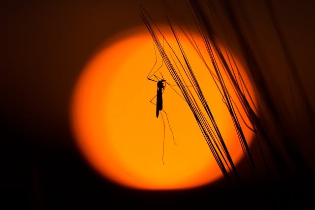 Your Guide to Soothing Mosquito Bites Fast